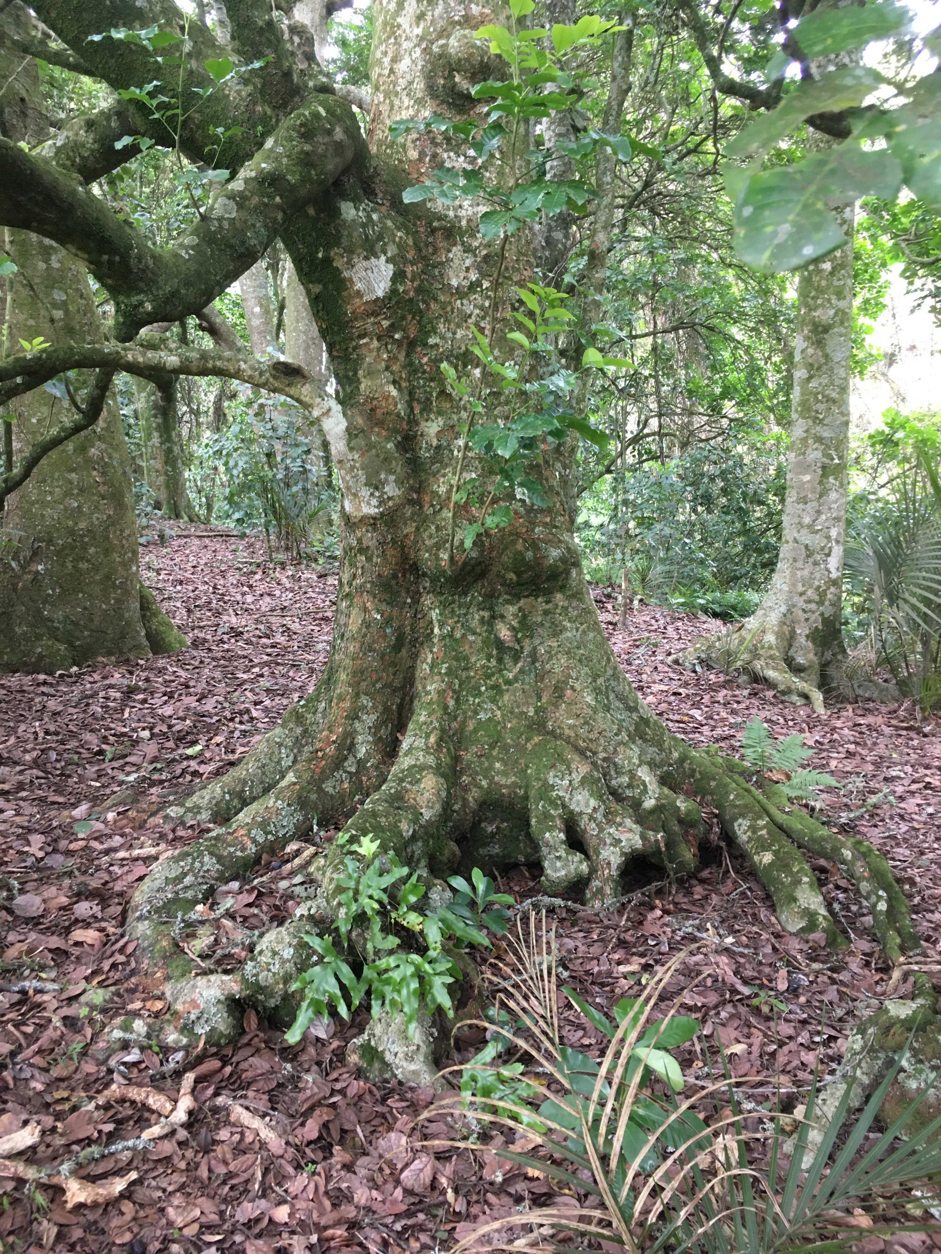 Native bush restoration