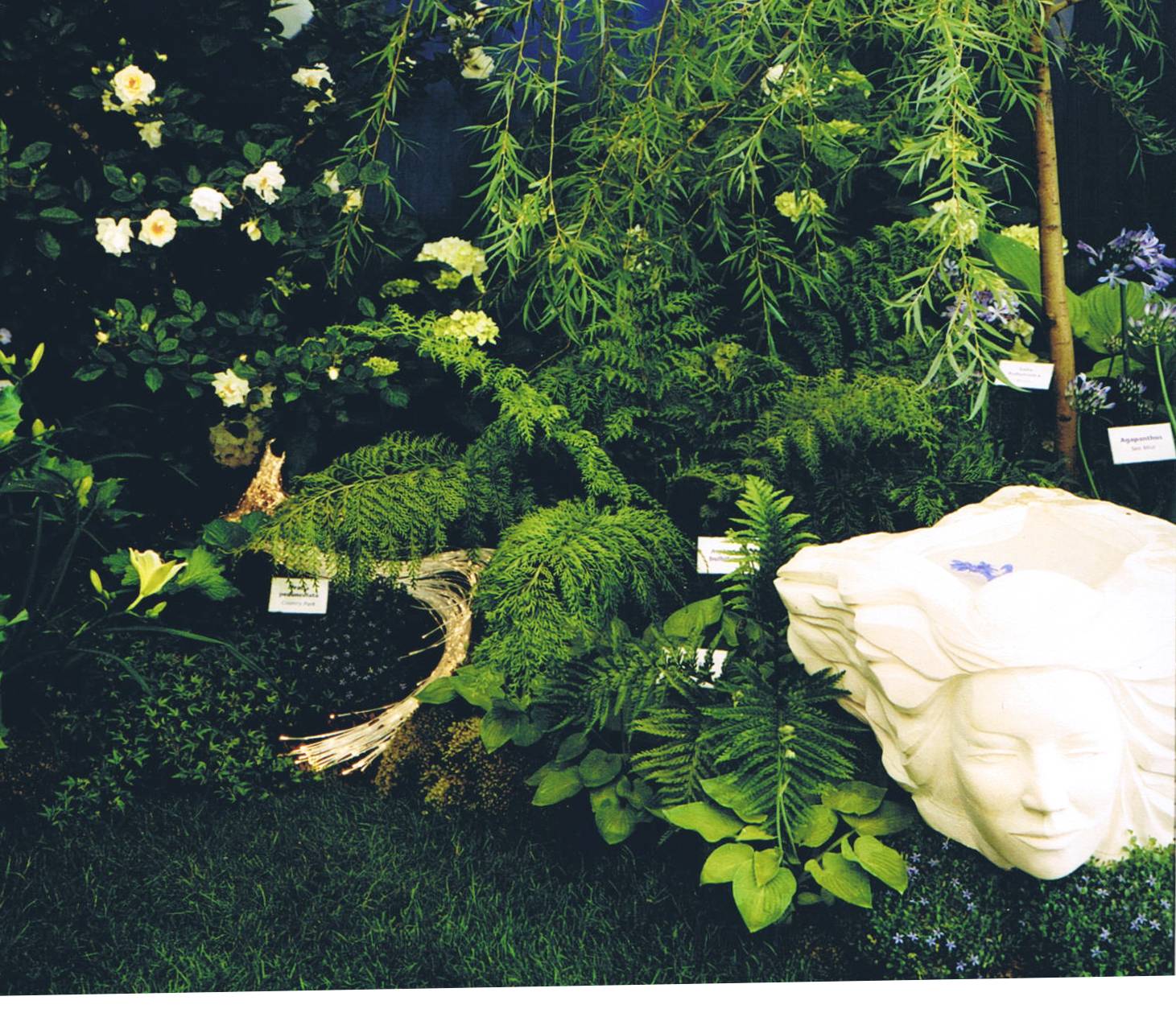 Nivea exhibit - planting detail