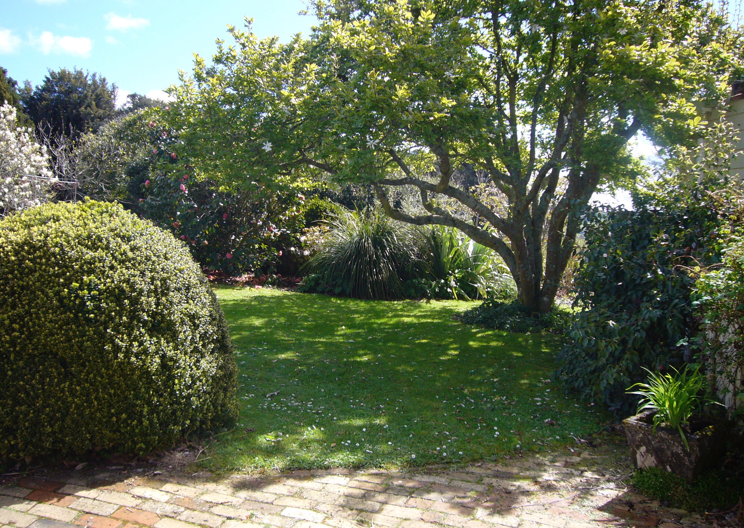 Magnolia loebneri Merril