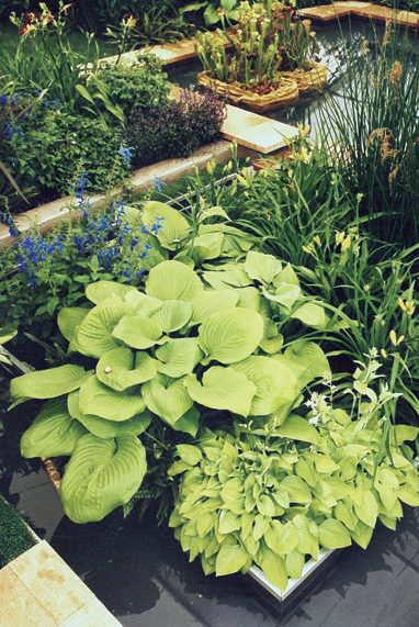 Hostas and water